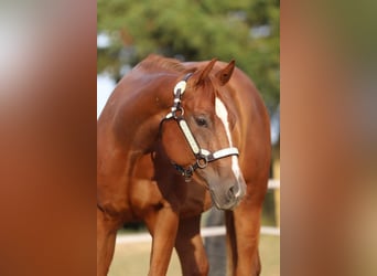 American Quarter Horse, Merrie, 3 Jaar, 160 cm, Vos