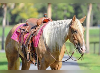 American Quarter Horse, Merrie, 3 Jaar, 163 cm, Palomino