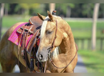 American Quarter Horse, Merrie, 3 Jaar, 163 cm, Palomino