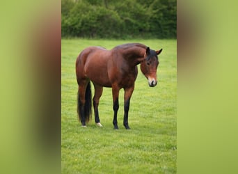 American Quarter Horse, Merrie, 3 Jaar, Bruin