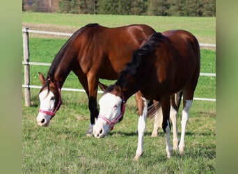 American Quarter Horse, Merrie, 3 Jaar, Bruin