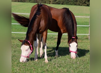 American Quarter Horse, Merrie, 3 Jaar, Bruin