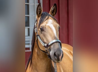 American Quarter Horse, Merrie, 3 Jaar, Buckskin