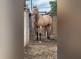 American Quarter Horse, Merrie, 3 Jaar, Buckskin