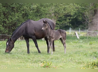 American Quarter Horse, Merrie, 3 Jaar