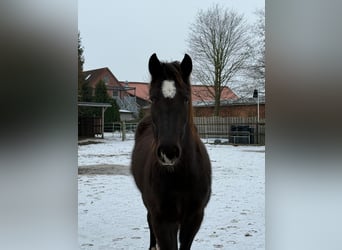 American Quarter Horse, Merrie, 3 Jaar