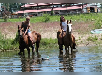 American Quarter Horse, Merrie, 3 Jaar, Donkere-vos