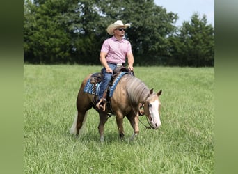 American Quarter Horse, Merrie, 3 Jaar, Palomino