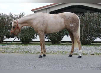 American Quarter Horse, Merrie, 3 Jaar, Palomino