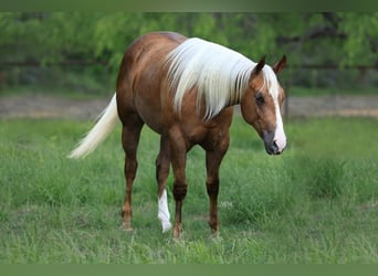 American Quarter Horse, Merrie, 3 Jaar, Palomino
