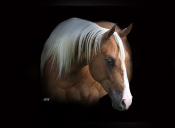 American Quarter Horse, Merrie, 3 Jaar, Palomino