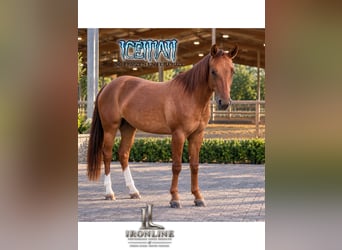American Quarter Horse, Merrie, 3 Jaar, Red Dun