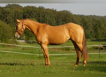 American Quarter Horse, Merrie, 3 Jaar, Red Dun