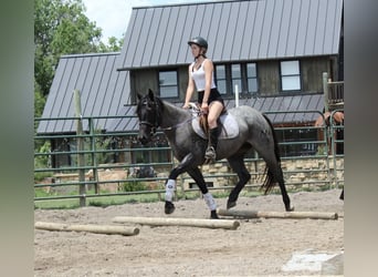 American Quarter Horse, Merrie, 3 Jaar, Roan-Blue