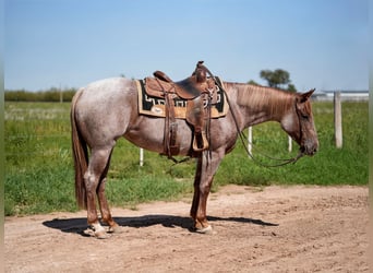 American Quarter Horse, Merrie, 3 Jaar, Roan-Red