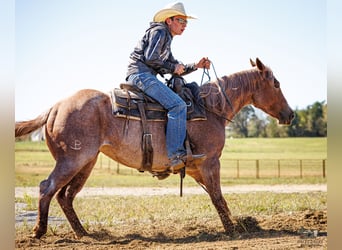 American Quarter Horse, Merrie, 3 Jaar, Roan-Red