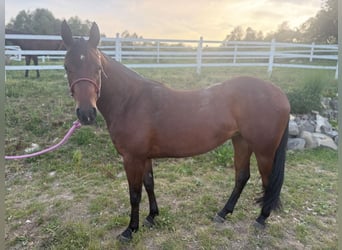 American Quarter Horse, Merrie, 3 Jaar, Roodbruin