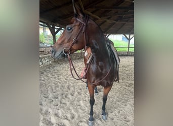 American Quarter Horse, Merrie, 3 Jaar, Roodbruin