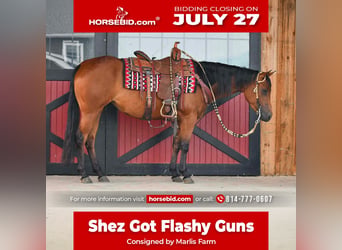American Quarter Horse, Merrie, 3 Jaar, Roodbruin