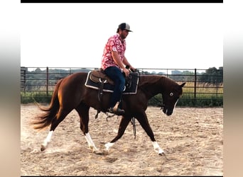 American Quarter Horse, Merrie, 3 Jaar, Roodvos