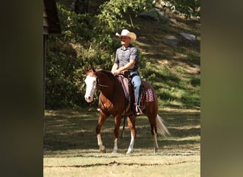 American Quarter Horse, Merrie, 3 Jaar, Roodvos