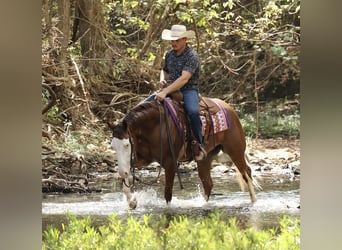 American Quarter Horse, Merrie, 3 Jaar, Roodvos