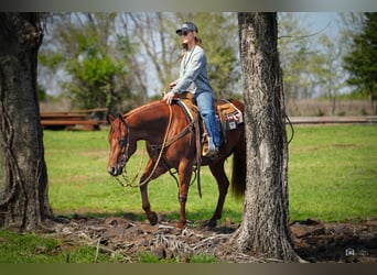 American Quarter Horse, Merrie, 3 Jaar, Roodvos