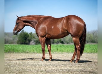 American Quarter Horse, Merrie, 3 Jaar, Roodvos