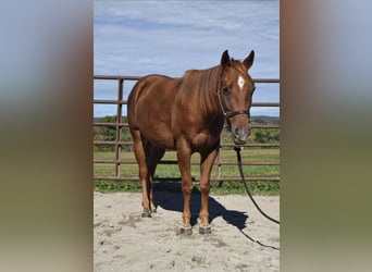 American Quarter Horse, Merrie, 3 Jaar, Roodvos