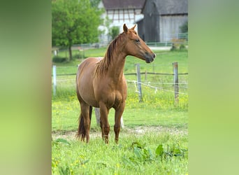 American Quarter Horse, Merrie, 3 Jaar, Vos