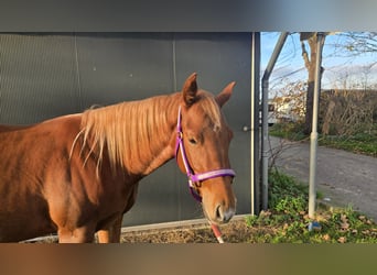 American Quarter Horse, Merrie, 3 Jaar, Vos