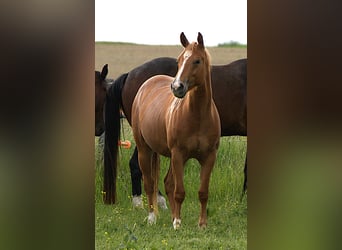 American Quarter Horse, Merrie, 3 Jaar, Vos