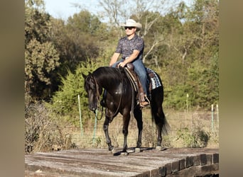 American Quarter Horse, Merrie, 3 Jaar, Zwart