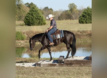 American Quarter Horse, Merrie, 3 Jaar, Zwart