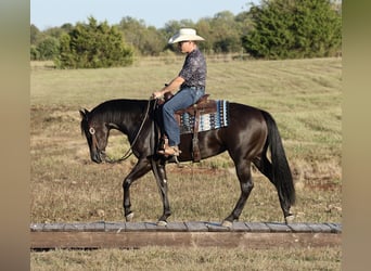 American Quarter Horse, Merrie, 3 Jaar, Zwart
