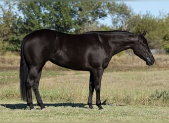 American Quarter Horse, Merrie, 3 Jaar, Zwart