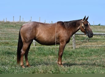 American Quarter Horse, Merrie, 4 Jaar, 140 cm, Roan-Red