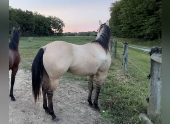 American Quarter Horse, Merrie, 4 Jaar, 142 cm, Falbe