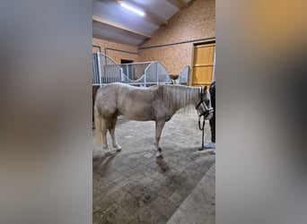 American Quarter Horse, Merrie, 4 Jaar, 142 cm, Palomino