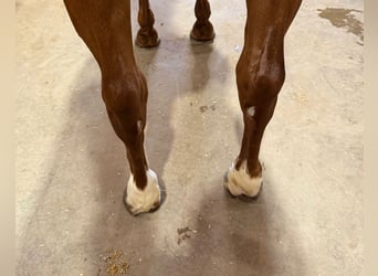 American Quarter Horse, Merrie, 4 Jaar, 142 cm, Roodvos