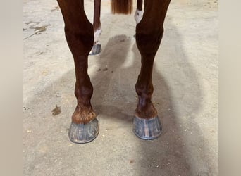 American Quarter Horse, Merrie, 4 Jaar, 142 cm, Roodvos