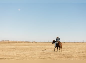 American Quarter Horse, Merrie, 4 Jaar, 142 cm, Roodvos