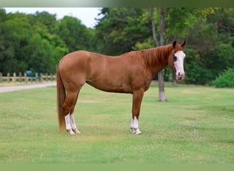 American Quarter Horse, Merrie, 4 Jaar, 142 cm, Roodvos