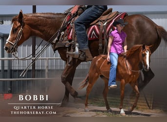 American Quarter Horse, Merrie, 4 Jaar, 142 cm, Roodvos