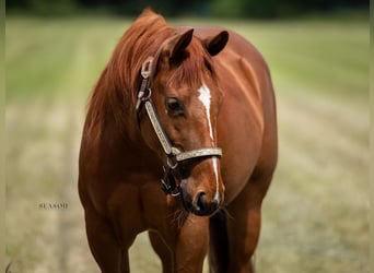 American Quarter Horse, Merrie, 4 Jaar, 144 cm, Vos