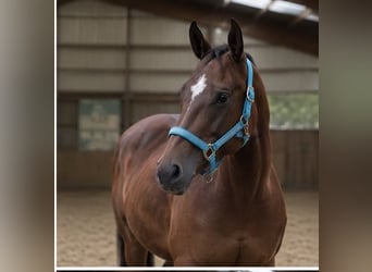 American Quarter Horse, Merrie, 4 Jaar, 145 cm, Bruin