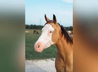 American Quarter Horse, Merrie, 4 Jaar, 145 cm, Buckskin