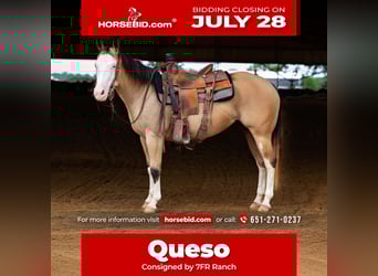 American Quarter Horse, Merrie, 4 Jaar, 145 cm, Buckskin