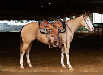 American Quarter Horse, Merrie, 4 Jaar, 145 cm, Buckskin