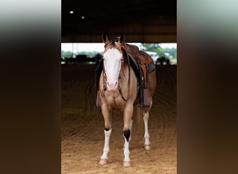 American Quarter Horse, Merrie, 4 Jaar, 145 cm, Buckskin